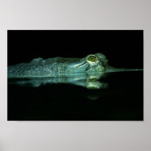 Poster O Olho Do Gavial