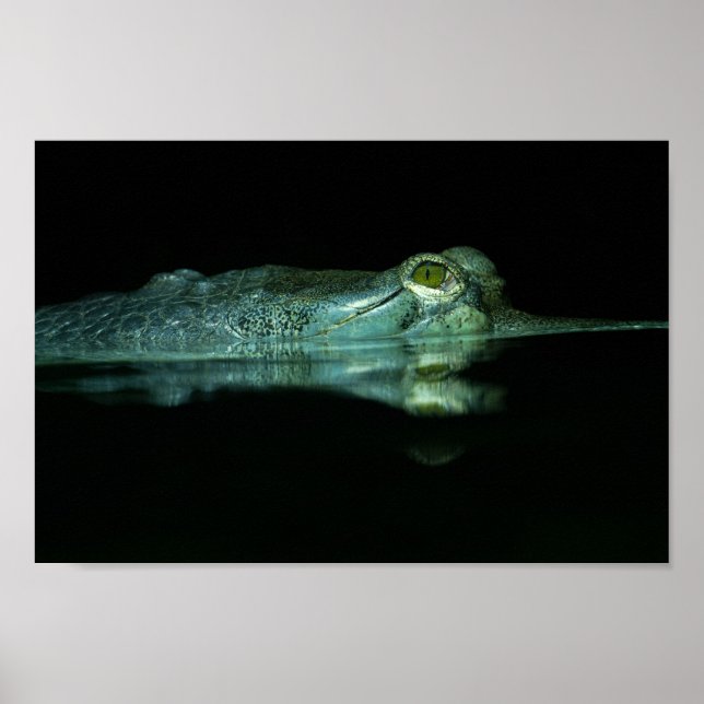 Poster O Olho Do Gavial (Frente)