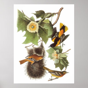 Poster O Oriole do norte de Audubon