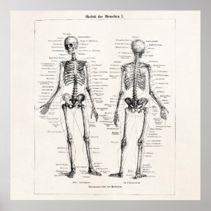 Poster O osso humano de esqueleto da anatomia do vintage