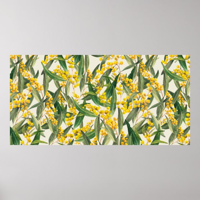 Poster O ouro Wattle (Acacia pycnantha) é australiano. (Frente)