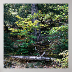 Poster O outono está aqui.......