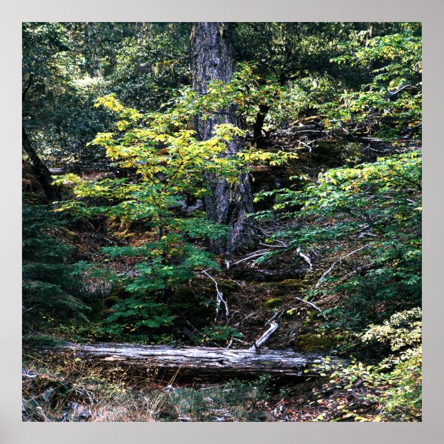 Poster O outono está aqui....... (Frente)