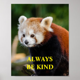 Poster O Panda Vermelho É Um Tipo De Cotação Inspirado