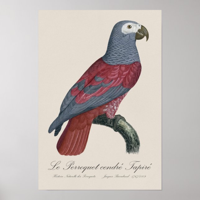 Poster O Papagaio cinza Tapire  (Frente)