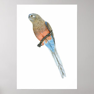 Poster O papagaio de Bourke - bourkii de Neophema