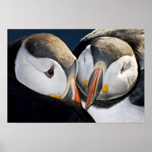 Poster O papagaio-do-mar atlântico, uma ave marinho