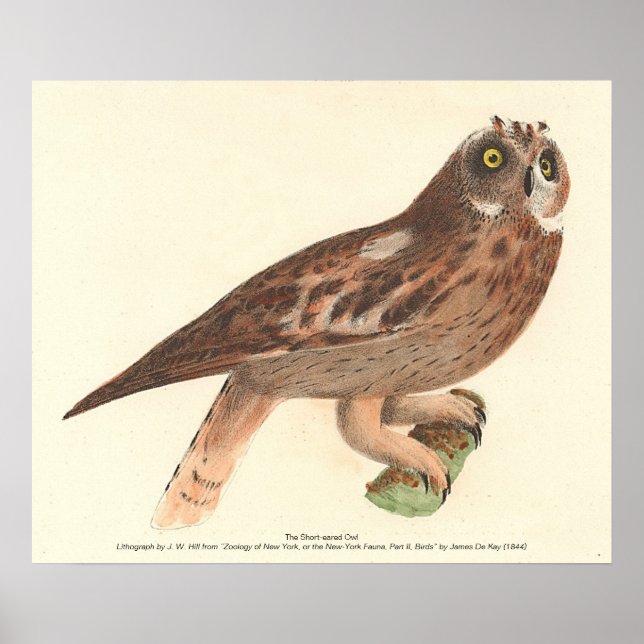 Poster O Pássaro de Nova Iorque (Otus palustris) (Frente)