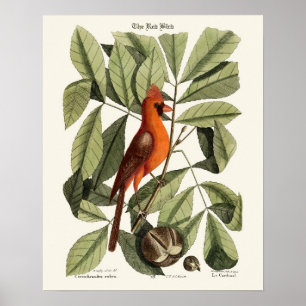 Pôster O pássaro vermelho - Seligmann