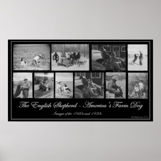 Pôster O Pastor Inglês - O Cachorro da Fazenda Americana