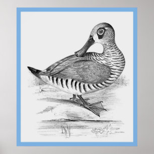 Pôster O Pato de John Gould