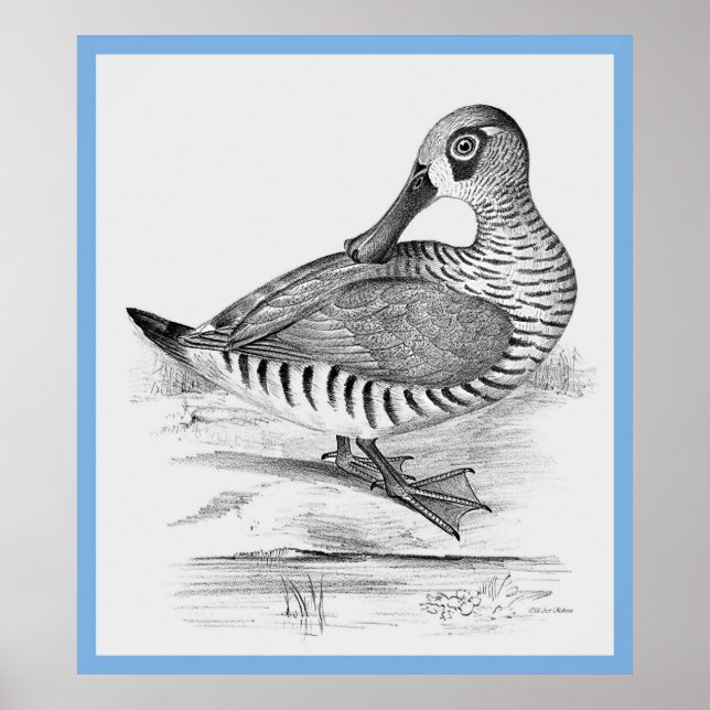 Pôster O Pato de John Gould (Frente)