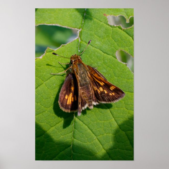Poster O Pecks Skipper (Frente)