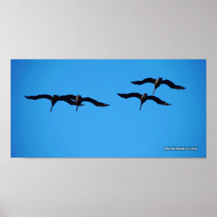 Pôster O Pelicano Quatro