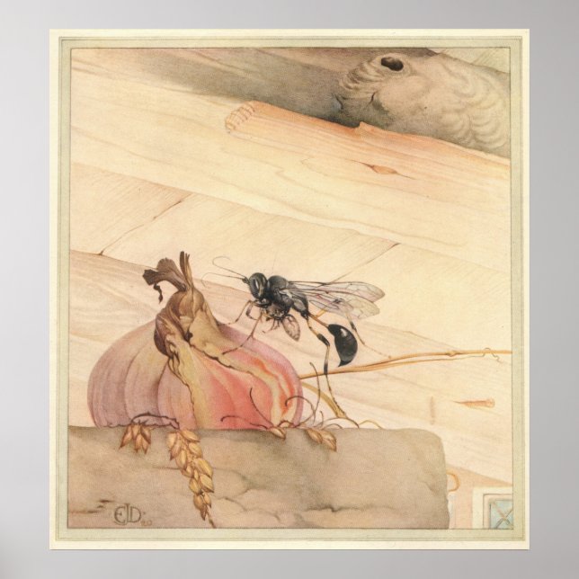 Poster O PELOPAEUS SPIRIFEX - Ilustração do Livro de Inse (Frente)