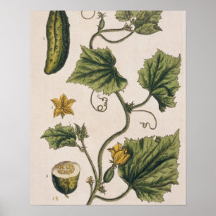 Poster O pepino do jardim, chapeia 4 "de um erval