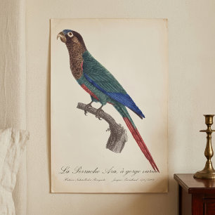 Poster O periquito-pintado, Pyrrhura Picta