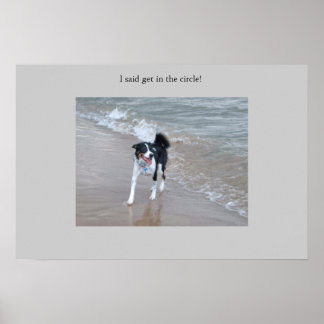 Pôster O poderoso Collie