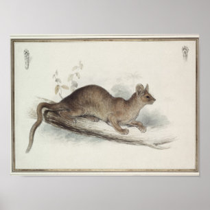Pôster O Polecat, século XIX