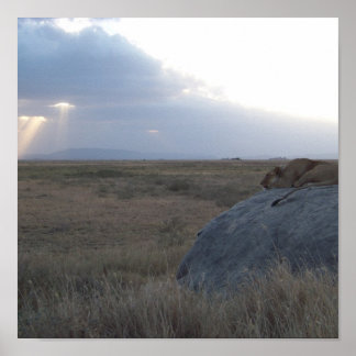 Poster O pôr do sol da Lioness