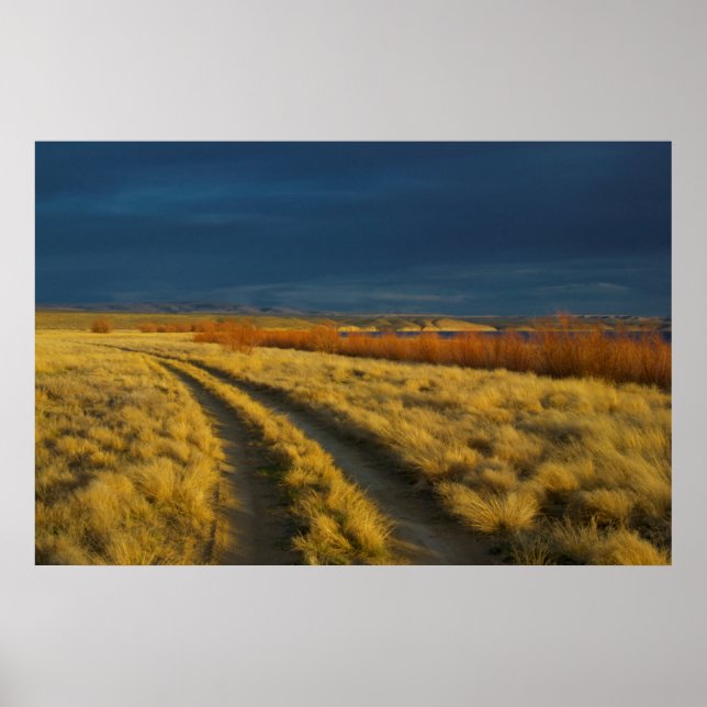 Poster O pôr do sol destaca a casca vermelha dos arbustos (Frente)