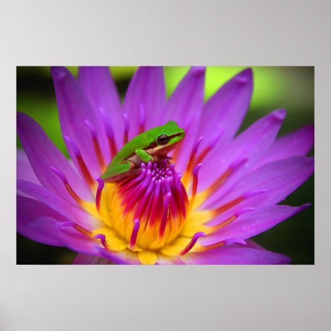 Pôster O Poser (Frente)