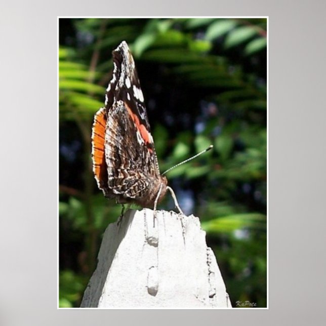 Poster O Posto da borboleta (Frente)