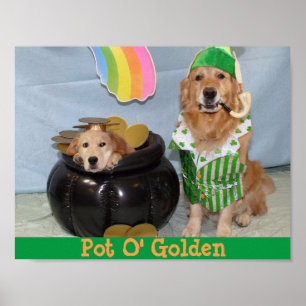 Pôster O pote do Leprechaun do golden retriever do ouro