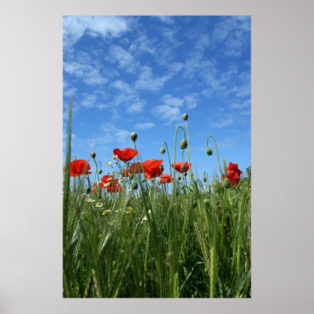 Poster O Prado (Frente)