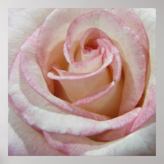 Pôster O primeiro Rosa do amor