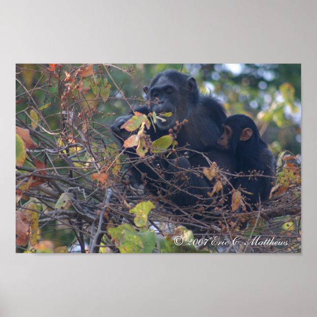 Pôster O Professor (Frente)