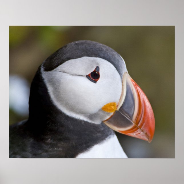 Poster O Puffin Atlântico, um pássaro marinho pelágico, m (Frente)