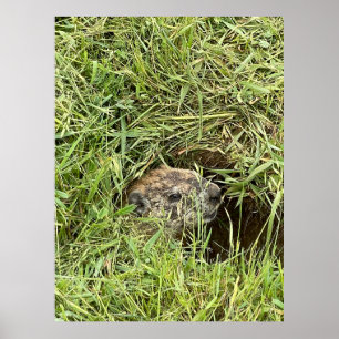 Poster O que está acontecendo?