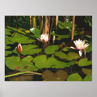 Pôster O que há debaixo?