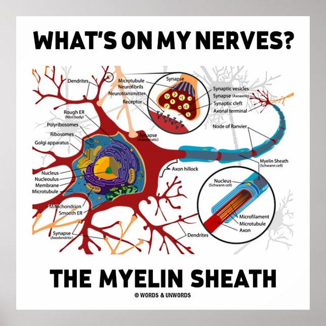 Pôster O que há nos meus nervos? Myelin Sheath (Frente)