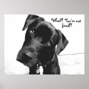 Pôster O quê? Você não está, consertado?