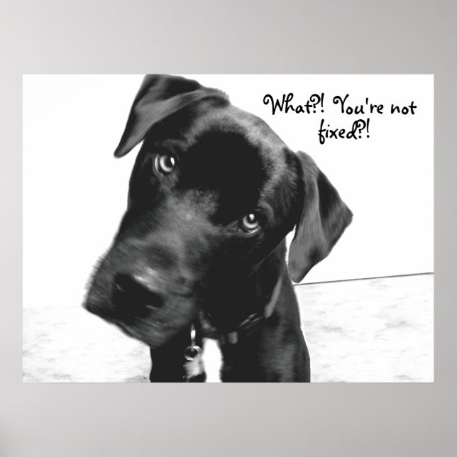 Pôster O quê? Você não está, consertado? (Frente)