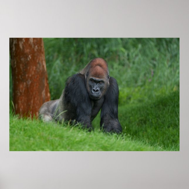 Poster O Realm Serene de Silverback (Frente)