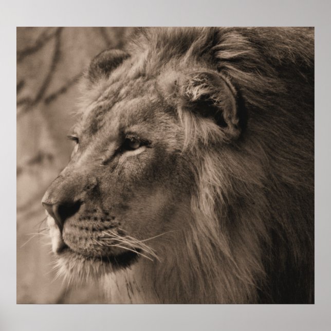 Poster O Rei (Frente)