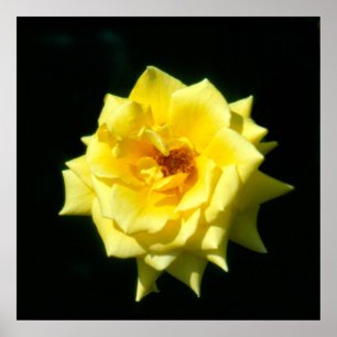 Poster O resgate de rei, rosa de chá híbrido