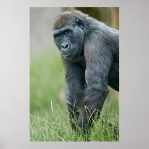 Poster O retrato-sombra tranquilo de Gorilla
