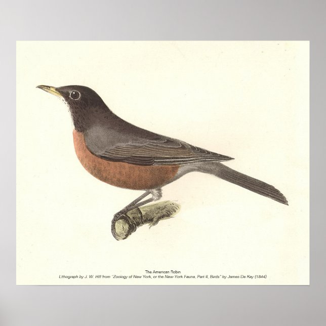 Poster O Robin Americano (Turdus migratorius) NY Birds (Frente)