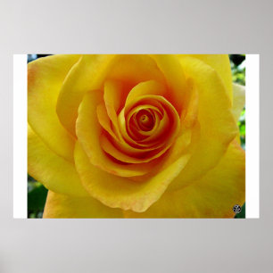 Poster O rosa amarelo