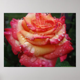 Poster O rosa para amarelar o arco-íris aumentou