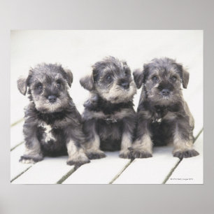 Pôster O Schnauzer diminuto é uma raça do cão pequeno