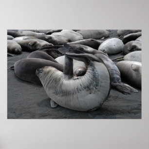 Pôster O selo da sereia (poster)