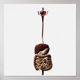 Poster O sistema digestivo humano 4