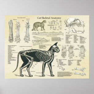 Poster O sistema esqueletal do gato desossa a carta da