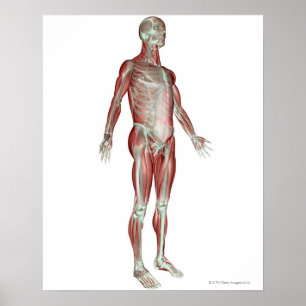 Pôster O sistema osteomuscular 8