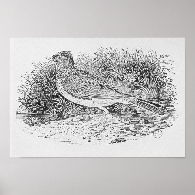 Pôster O Skylark (Frente)